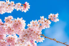 テストの桜